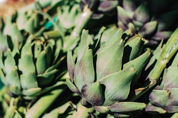 Artichoke close up 
