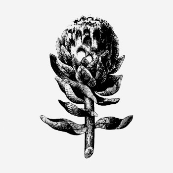 Artichoke drawing, vintage botanical illustration. | Free Photo - rawpixel