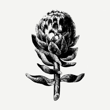 Artichoke drawing, vintage botanical illustration | Free PSD - rawpixel