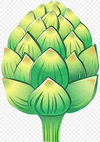 artichoke green cynara leaf plant
