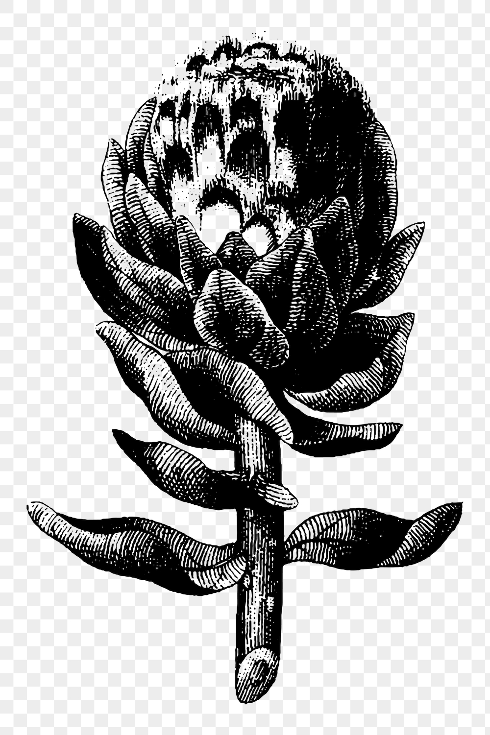 Artichoke png sticker, vintage botanical | Free PNG - rawpixel