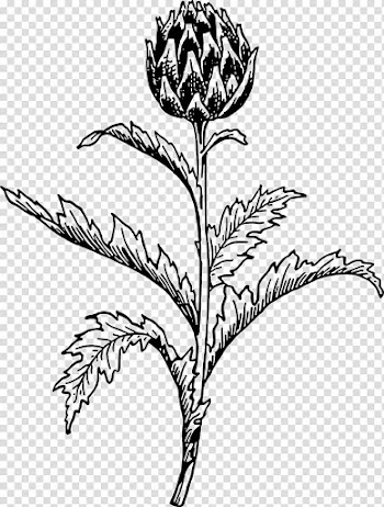 Artichoke Thistle Vegetable , vegetable transparent background PNG clipart