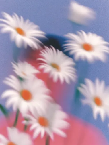 Artistic Portrait of Blurry Daisies Artistic Portrait of Blurry Daisies