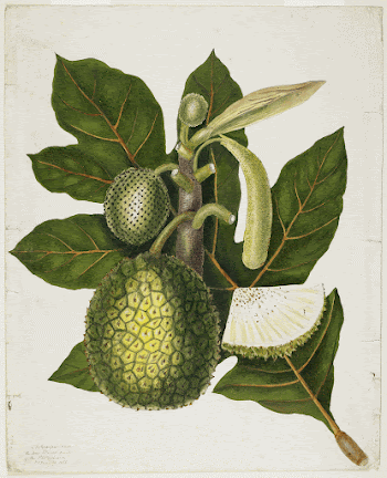Artocarpus Incisa (The True Bread-fruit/ | Free Photo - rawpixel