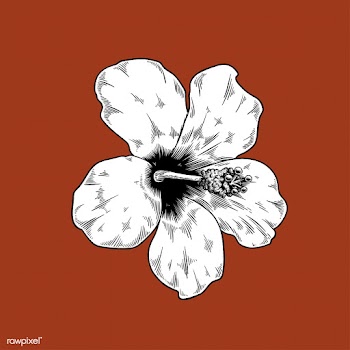 Artworks chinese rose creative | Free stock vector - 2102