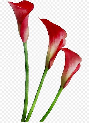 Arum Lilies Arum-lily Clip art Bog arum -  