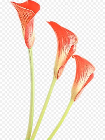 Arum Lilies, Arumlily, Bog Arum, Flower, Plant PNG