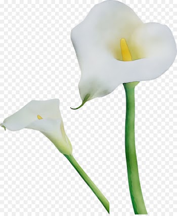 Arum Lilies Cut flowers Moth orchids Plant stem -  