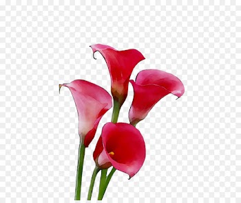 Arum Lilies Cut flowers Plant stem Herbaceous plant Pink M -  