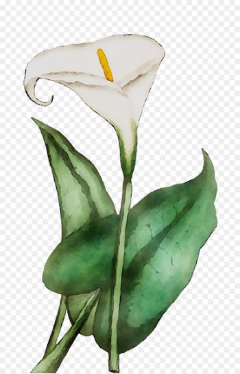 Arum Lilies Cut flowers Plant stem Rose Leaf -  