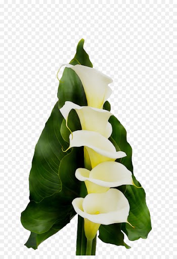 Arum Lilies Floral design Cut flowers Flower bouquet -  