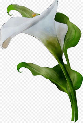Arum Lilies Leaf Plant stem Plants Lily M -  