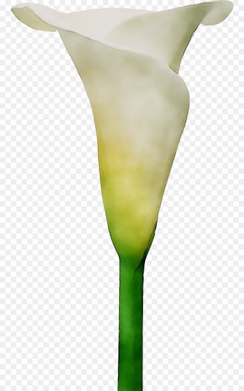 Arum Lilies Neck Plant stem Plants -  