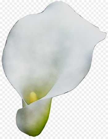 Arum Lilies Product design -  
