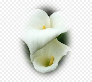 Arum Lilies Water plantains Download Flower Portable Network Graphics - kalasam outline 