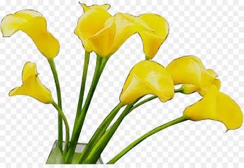 Arum Lilies Yellow Cut flowers Bud Plant stem -  