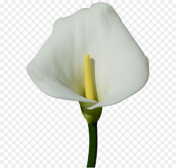 Arum-lily Arum Lilies Flower Callalily Clip art - Large Calla Lily PNG Clipart 