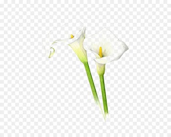 Arum-lily Drawing Lilium Callalily Sketch - Watercolor lily 
