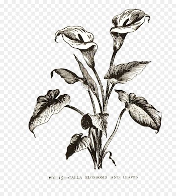 Arum-lily Easter lily Drawing Flower Clip art - callalily 