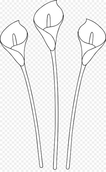 Arum-lily Easter lily Drawing Line art Clip art - Calla Lily Pics 