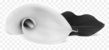 Arum-lily Easter lily Flower Callalily Clip art - callalily 