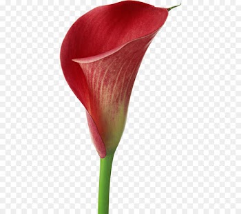 Arum-lily Easter lily Flower Callalily Zantedeschia rehmannii - Red calla lily 