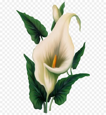 Arum-lily Easter lily Flower Clip art - callalily 