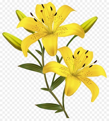 Arum-lily Easter lily Lilium candidum Lilium bulbiferum Borders and Frames - yellow flowers 