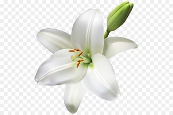 Arum-lily Easter lily Tiger lily Lilium bulbiferum Lilium candidum - callalily 