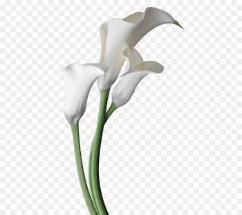 Arum-lily Flower Garden Lilies Bog arum Madonna Lily - flower 
