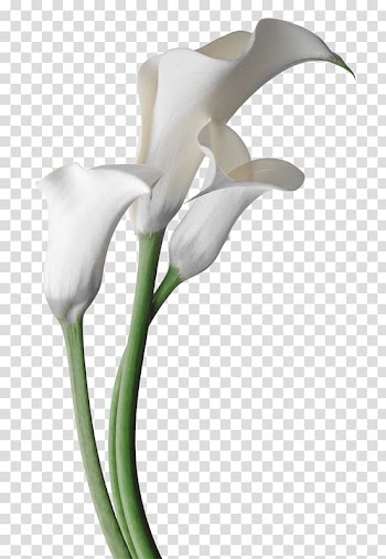 Arum-lily Flower Garden Lilies Bog arum Madonna Lily, flower transparent background PNG clipart