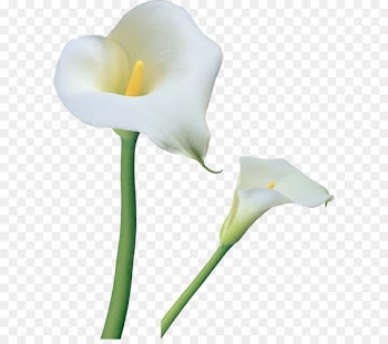 Arum-lily Flower Tiger lily Easter lily Clip art - Transparent Calla Lilies Flowers PNG Clipart 