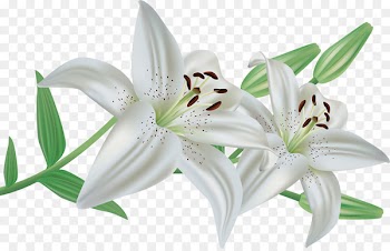 Arum-lily Lilium candidum Flower Easter lily Clip art - flower 