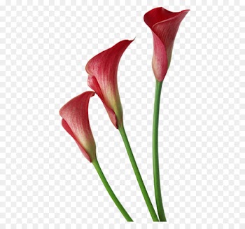 Arum-lily Portable Network Graphics Clip art Image - lily 