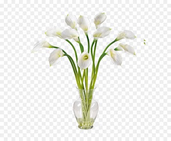 Arum-lily Portable Network Graphics Clip art Pink calla lily - lily 