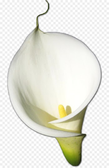 Arumlily, Desktop Wallpaper, Bog Arum, Arum, White PNG