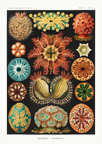 Ascidiae&ndash;Seescheiden from Kunstformen der Natur (1904) by Ernst .. | Free public domain illustration - 2266608