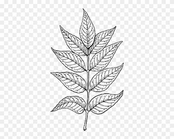 Ash Leaves Clip Art - Neem Tree Leaf Drawing