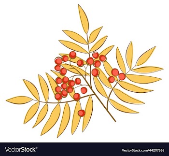 ashberry branch isolated on white background