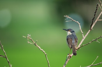 Ashy Prinia Perching On Branch
