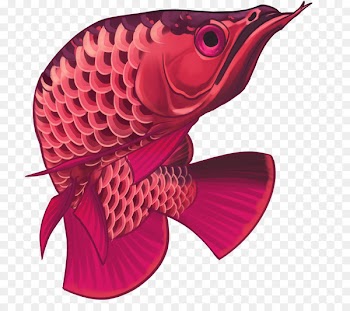 Asian arowana Ornamental fish Animal - fish 