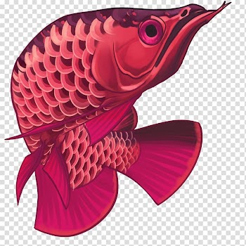 Asian arowana Ornamental fish Animal, fish transparent background PNG clipart