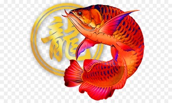 Asian arowana Ornamental fish Marine biology Article - fish 