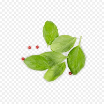 Asian cuisine Basil Herb Pork Recipe - leaves 