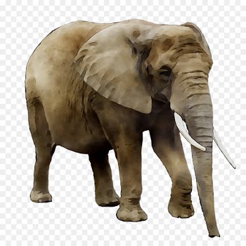 Asian elephant African bush elephant Lion Portable Network Graphics -  