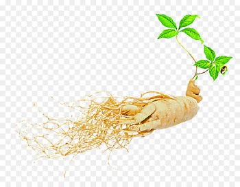 Asian Ginseng American ginseng Dietary supplement Seed Extract - Free dig ginseng herbal material Free Download 
