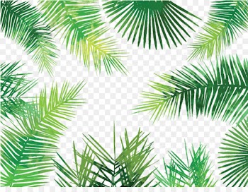 Asian palmyra palm Arecaceae Palm-leaf manuscript Tree - palm leaves 