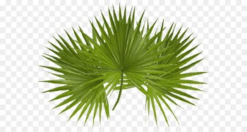 Asian palmyra palm Arecaceae Palm Sunday Desktop Wallpaper Clip art - palm leave 