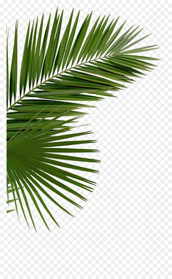 Asian palmyra palm Arecaceae Saw palmetto Palm branch Palm-leaf manuscript - date palm 