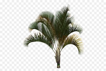 Asian palmyra palm Babassu Coconut Date palm Palm trees - coconut 